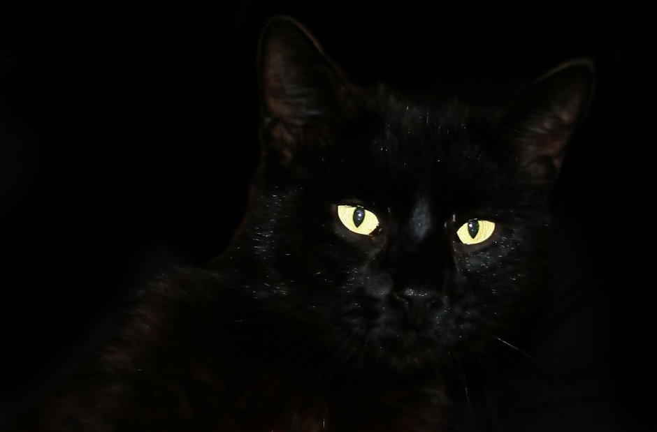 Красивая черная кошка