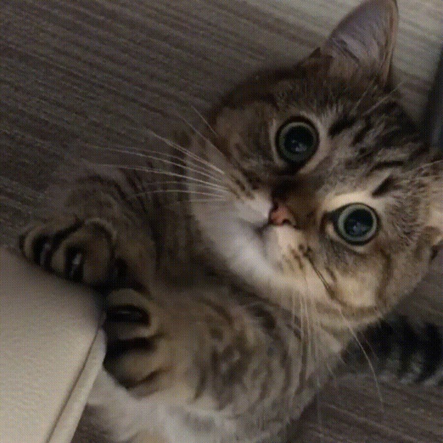 Котенок умиляется