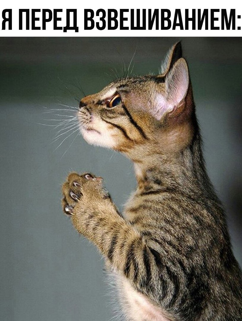 Смешные картинки о прощении