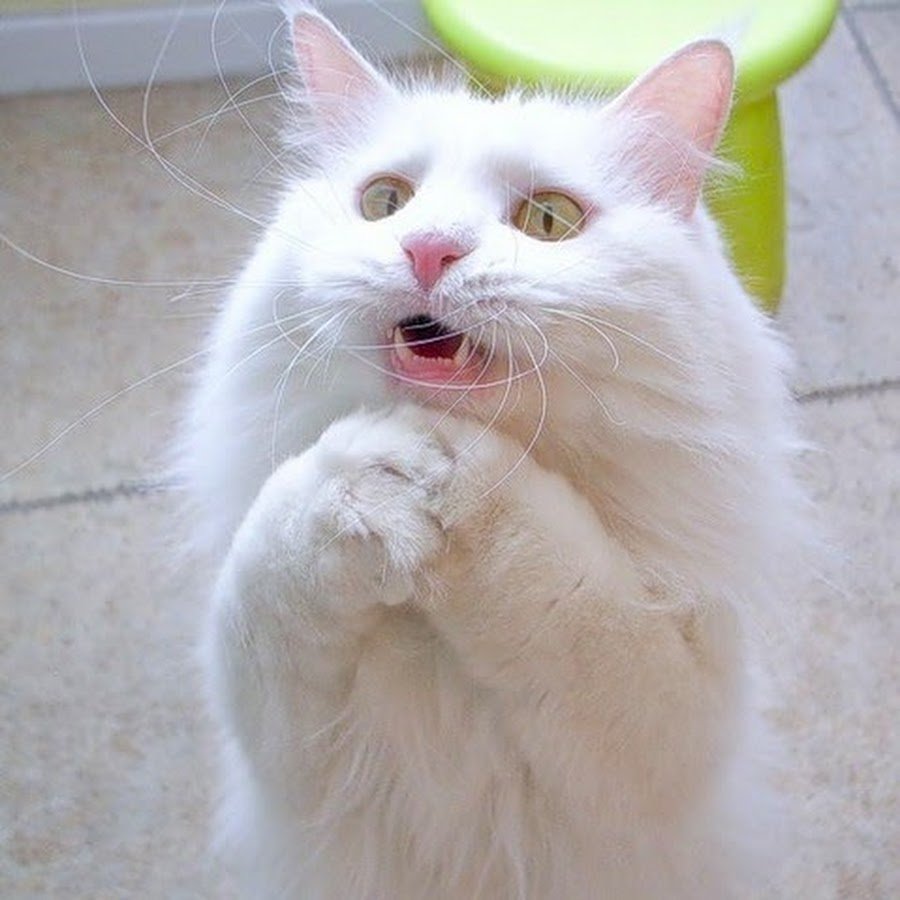 Плачет киска в коридоре у нее большое горе