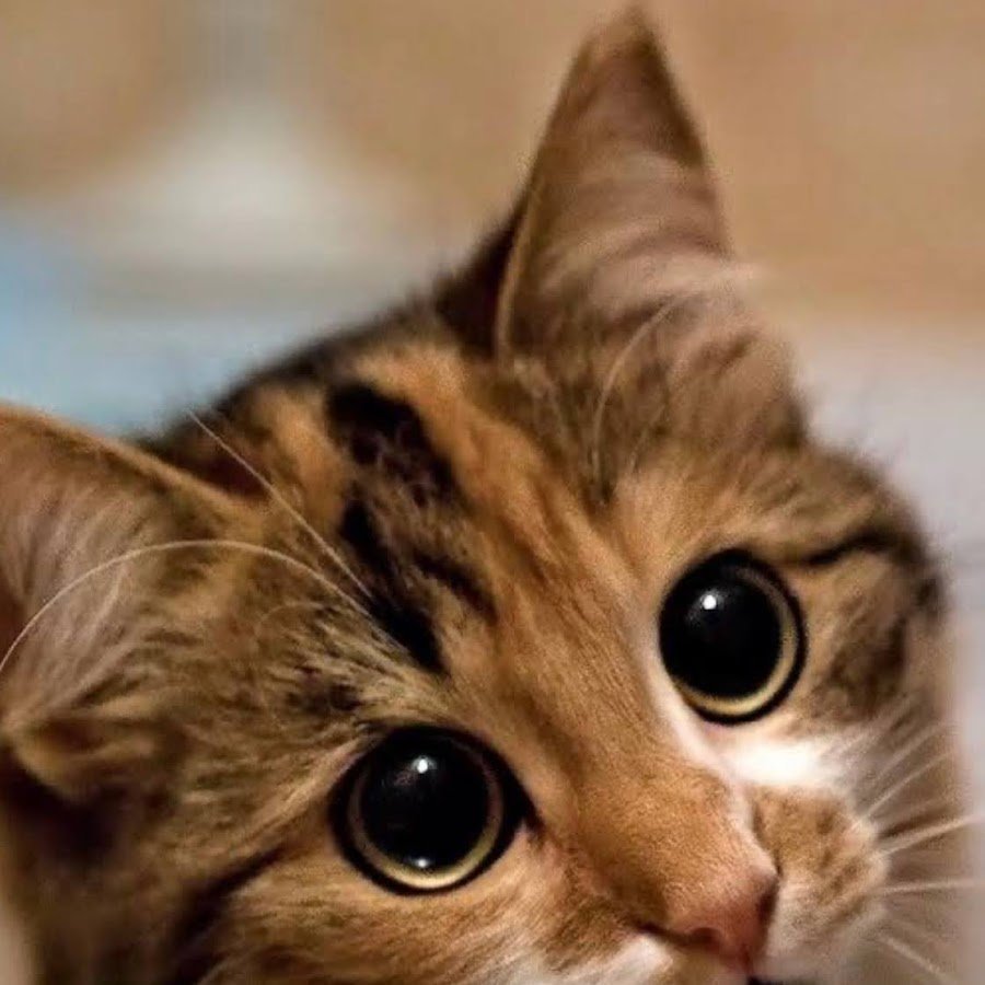 Котенок с жалобным взглядом