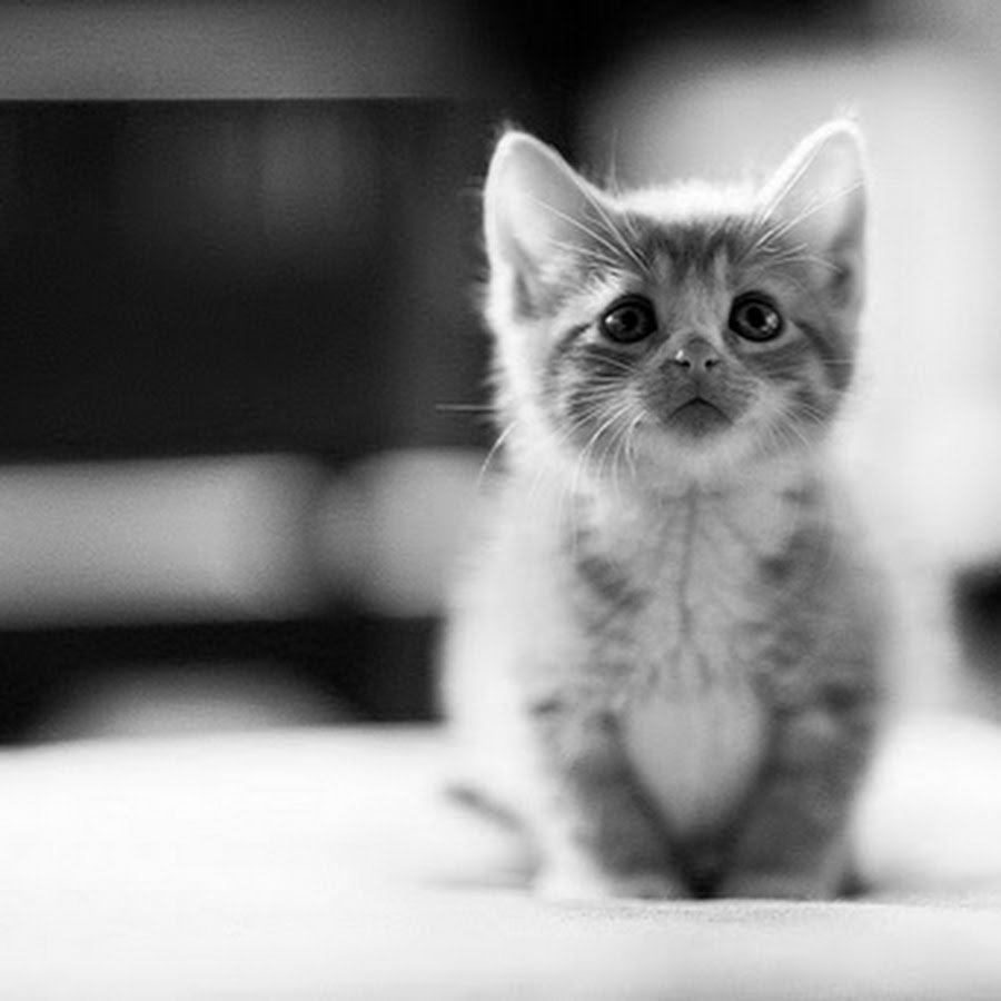 Котик просит