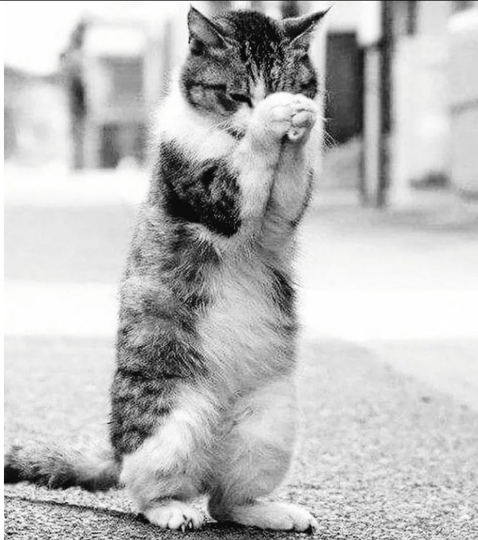 Кот просит прощения