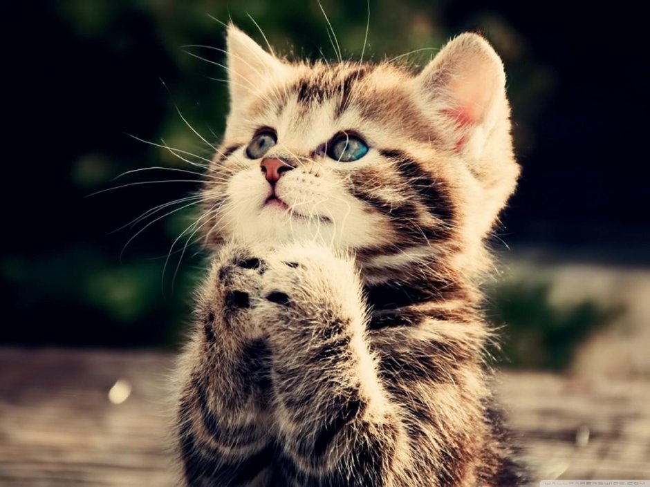 Милый котик