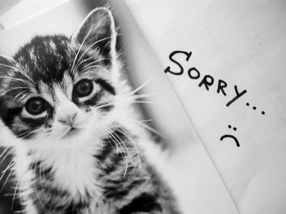 Котенок прости