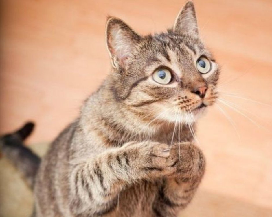 Котик сложил лапки