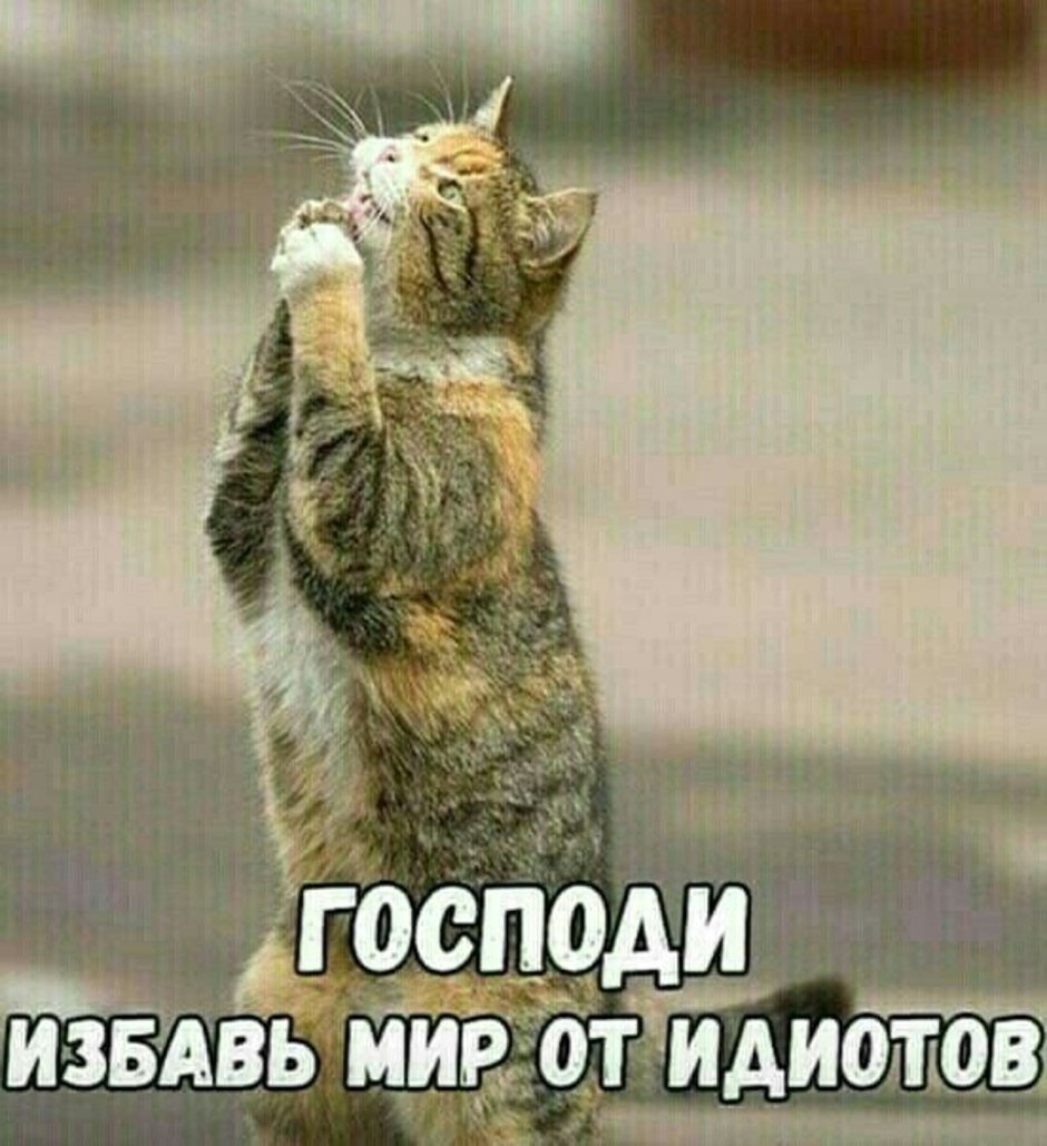 Просящий кот