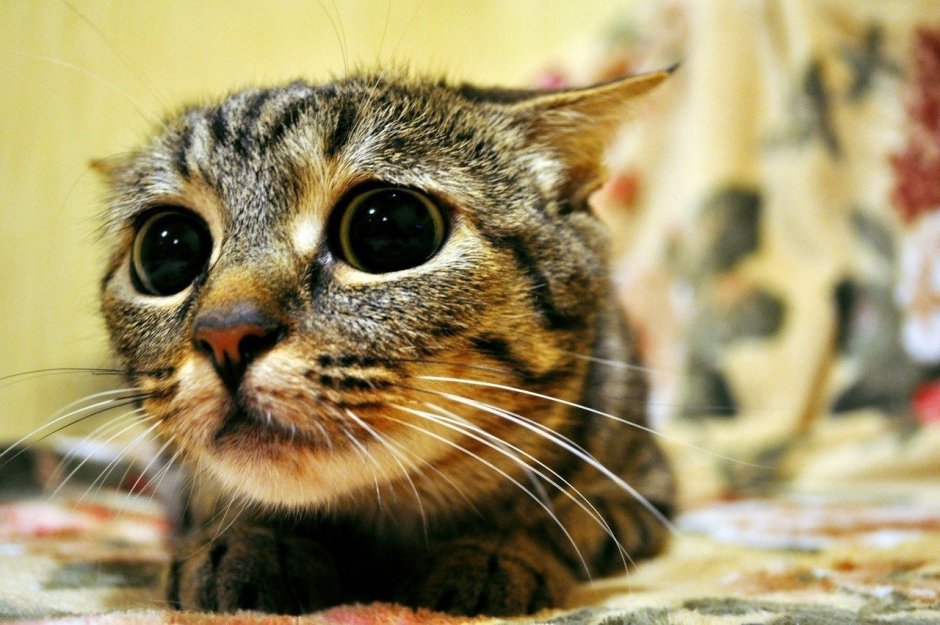 Жалобные глазки котика