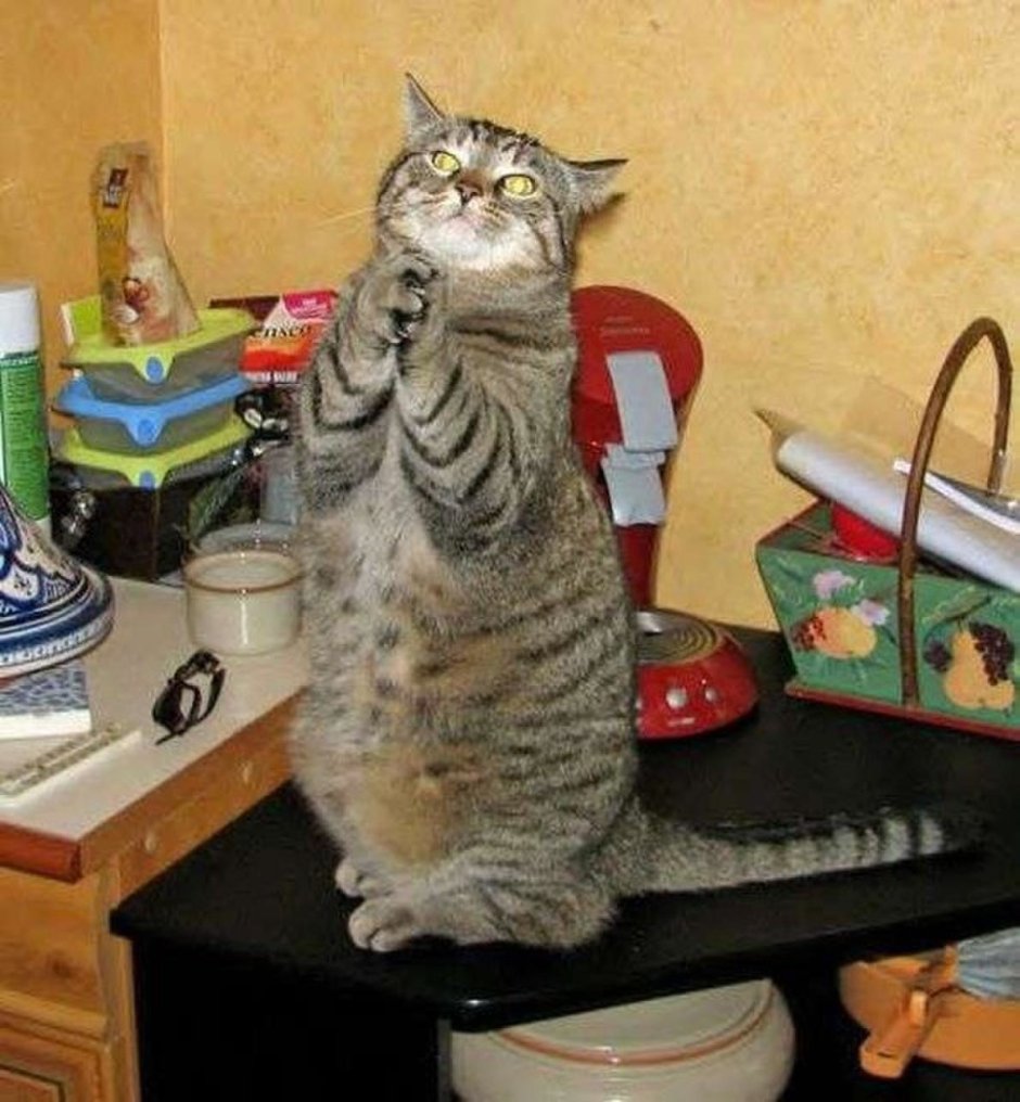 Кот из мультфильма Шрек