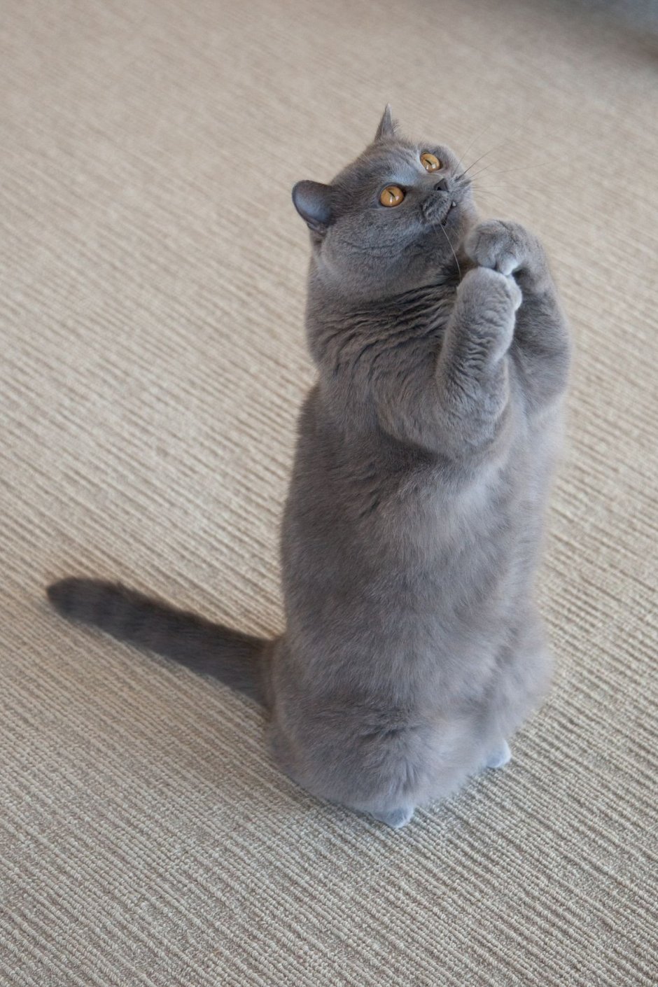 Кот молится