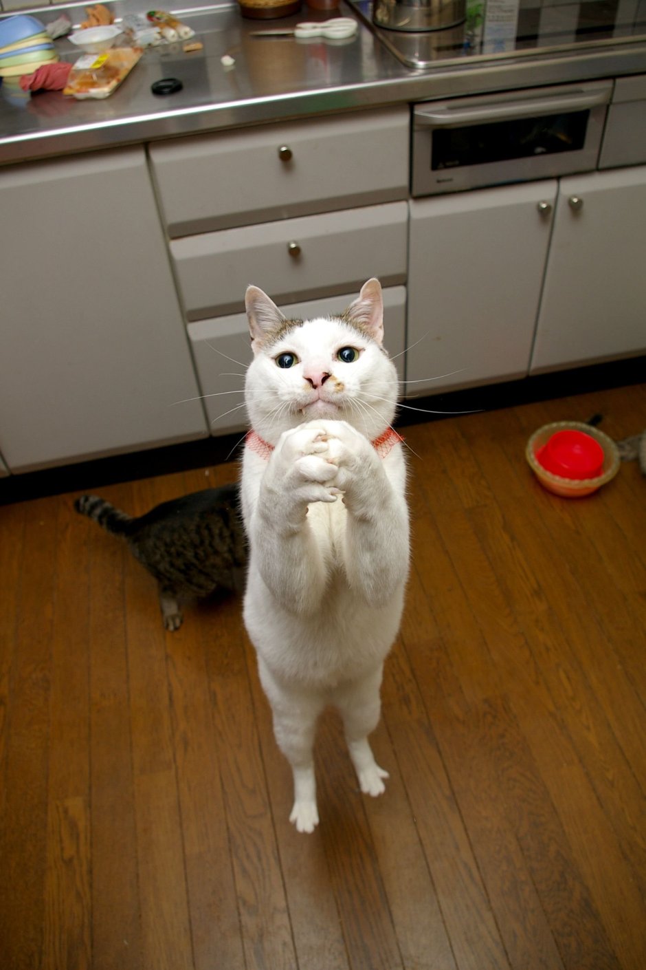 Забавные котята мультяшные