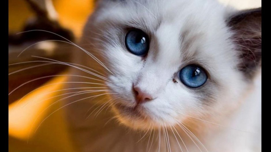 Очень красивые кошки