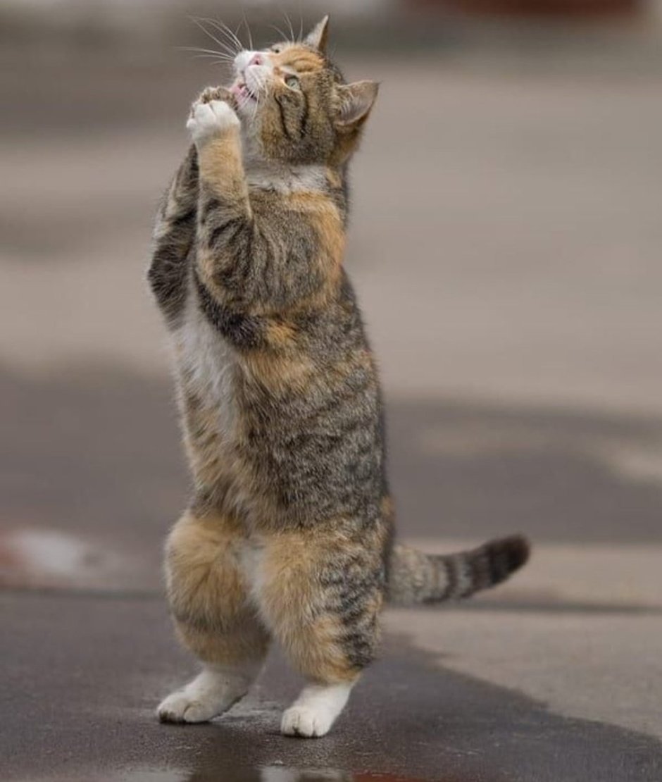 Кот в сапогах Шрек навсегда