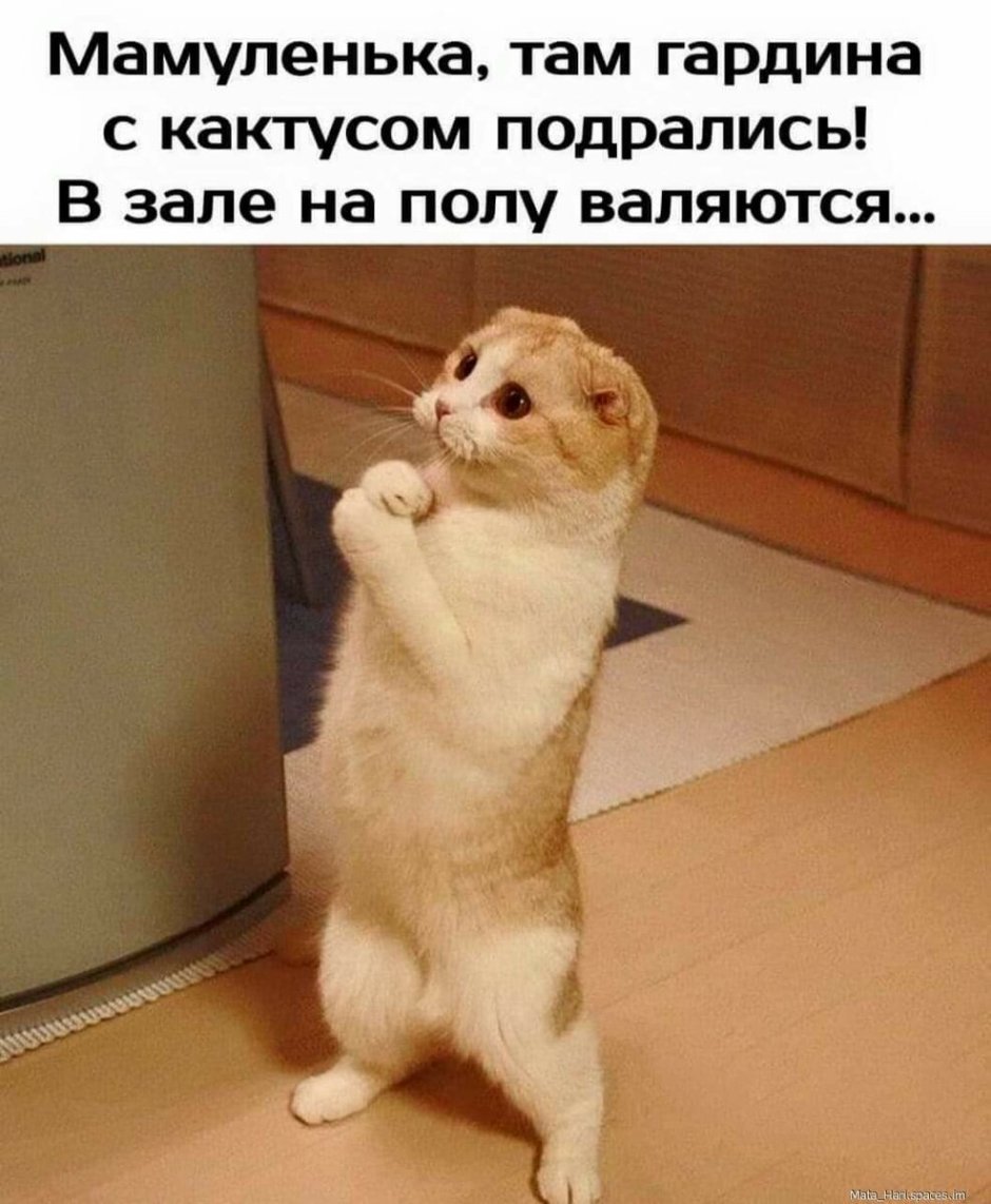 Кот в сапогах Шрек