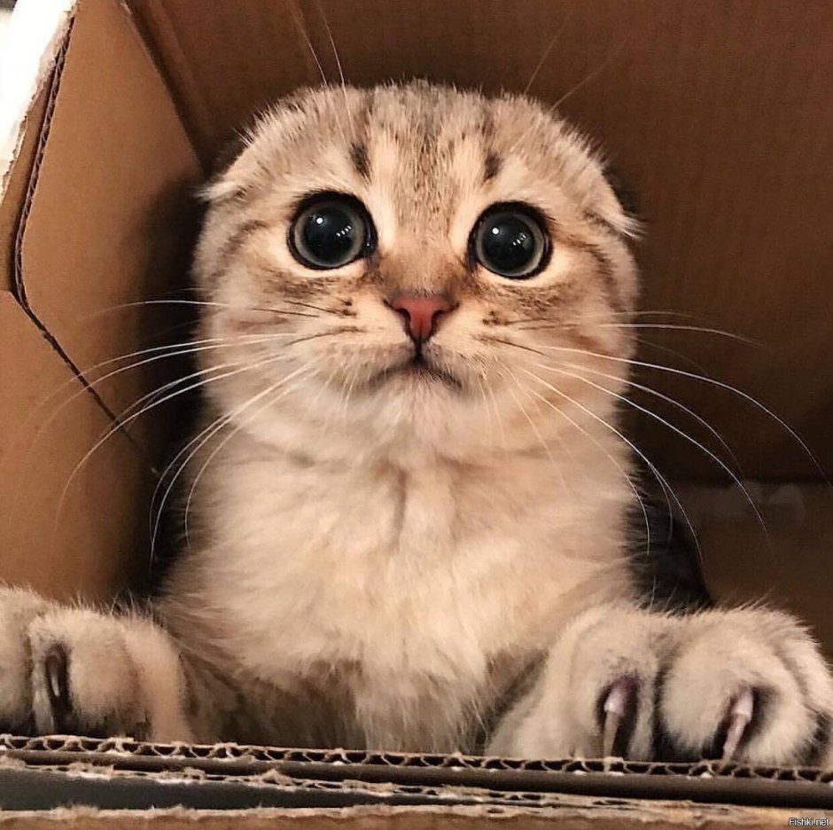 Умоляющий кот