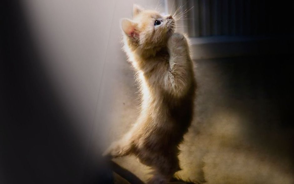 Кот молится