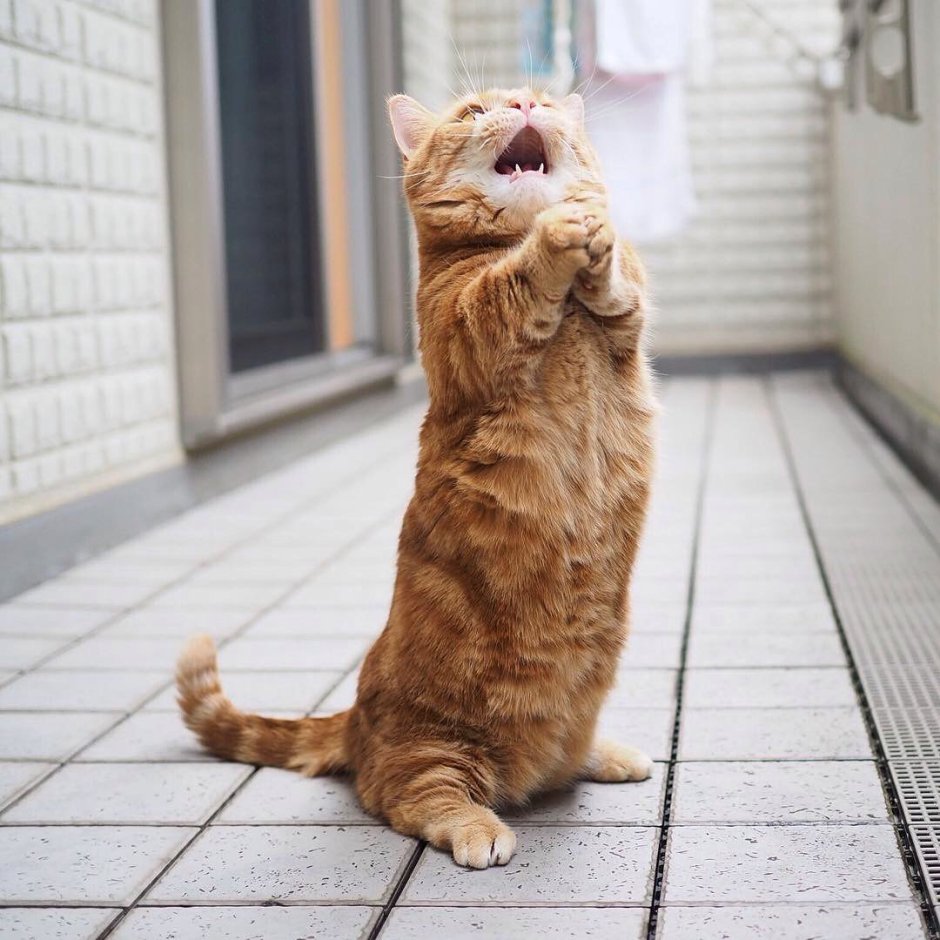 Прощение рисунок