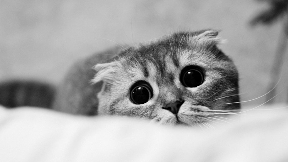 Спасибо за внимание кот из Шрека