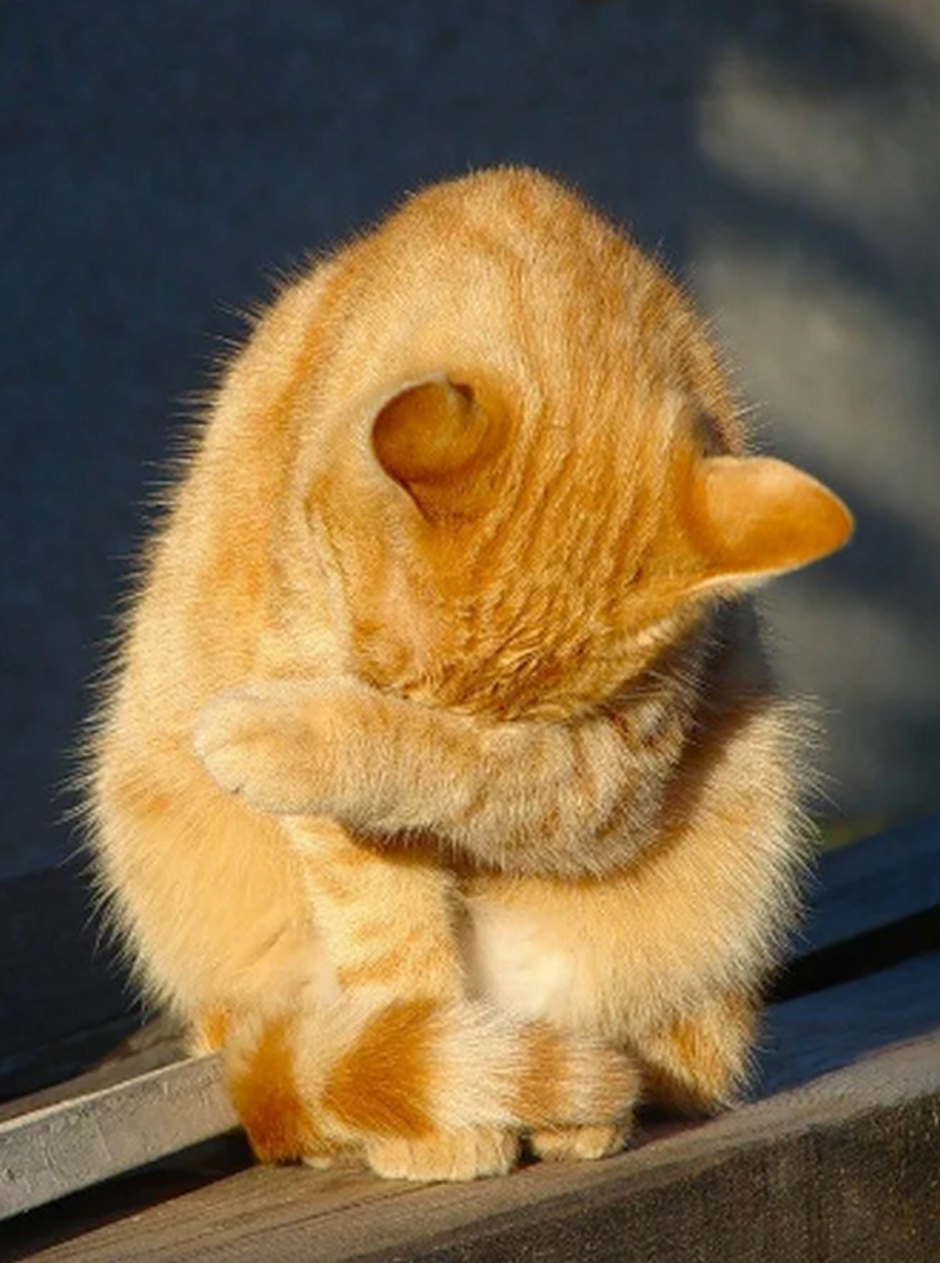 Стеснительный котик