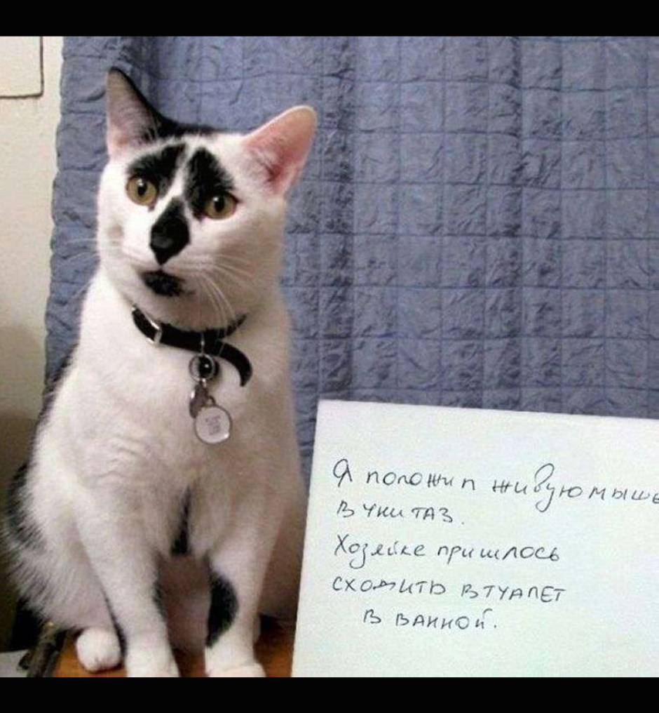 Провинившиеся коты