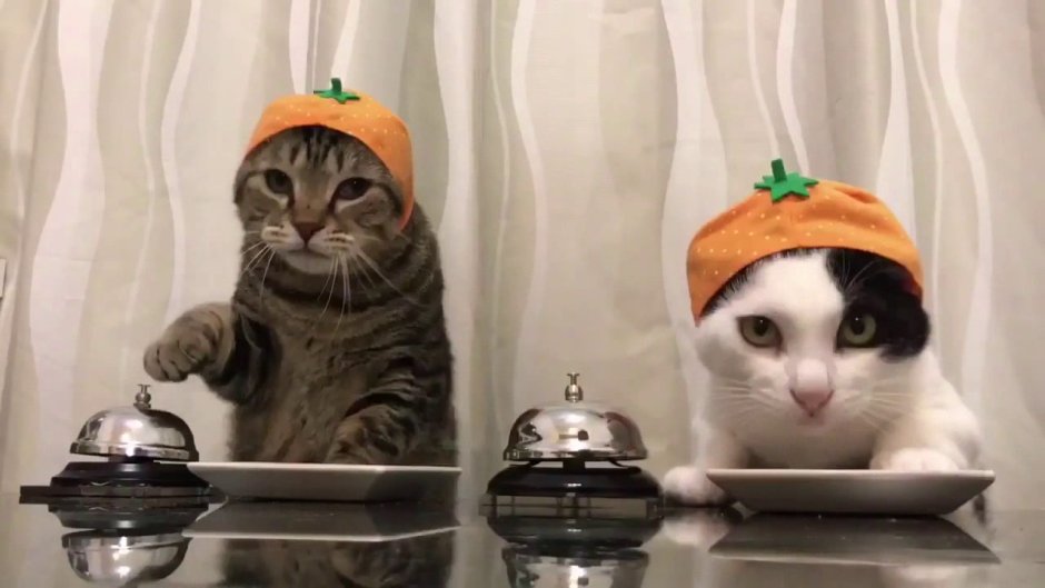 Шрек 2 кот в сапогах