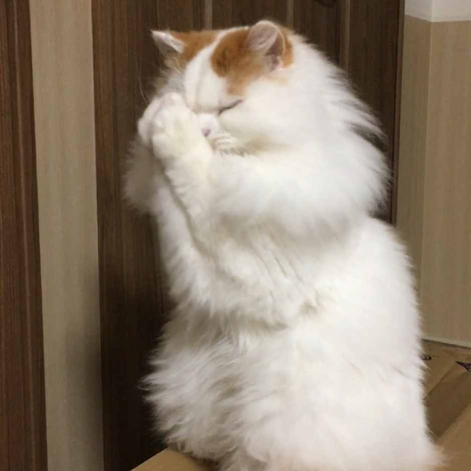 Кот молится