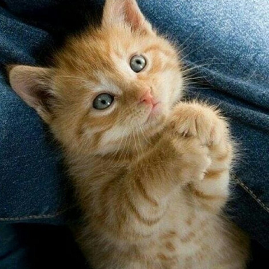 Кот клянчит еду