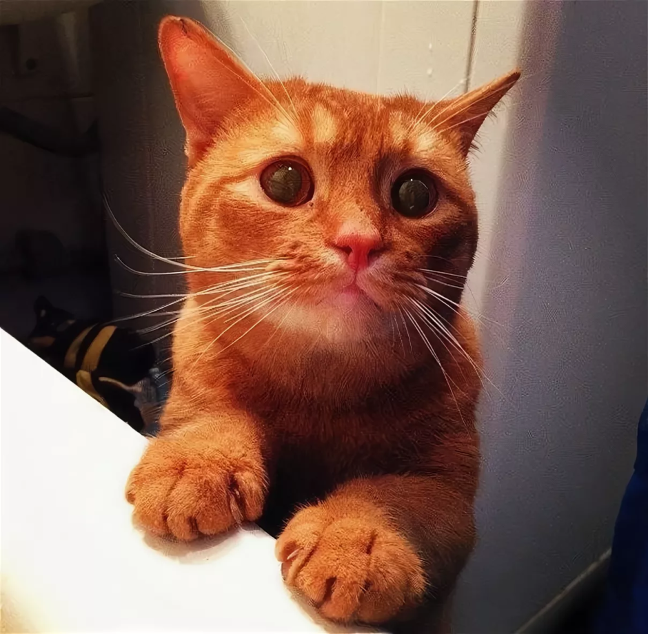 Кот молится