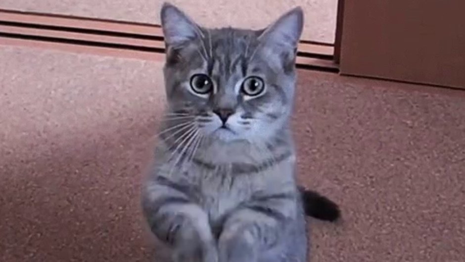 Кот Хозяюшка