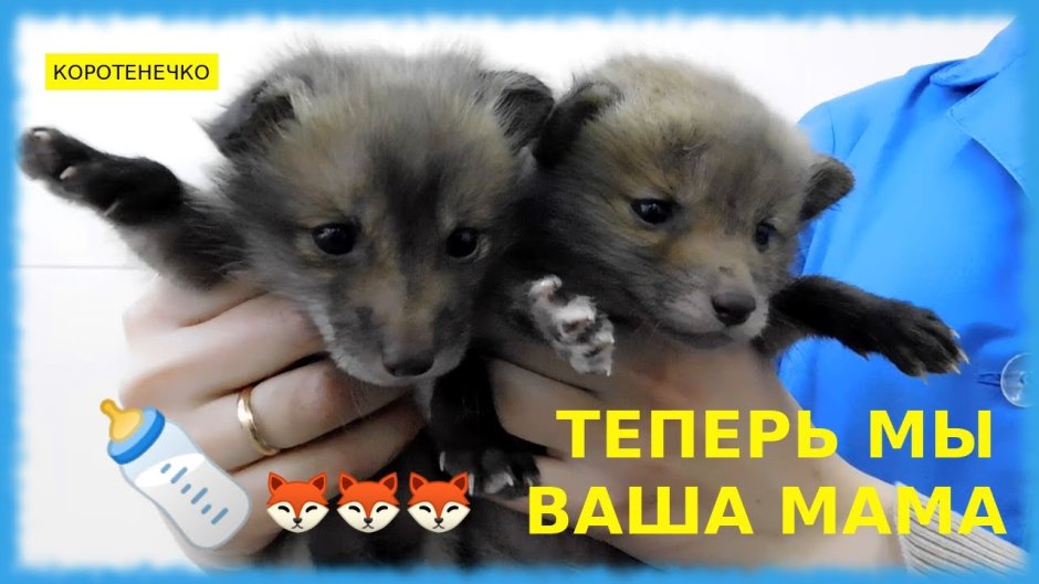 Животный бум