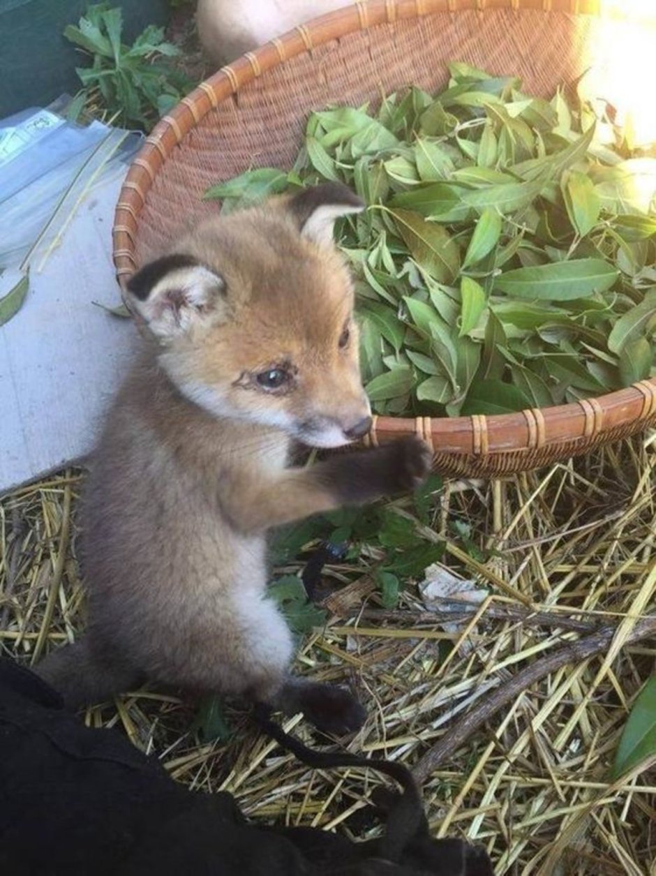 Маленькие лисы