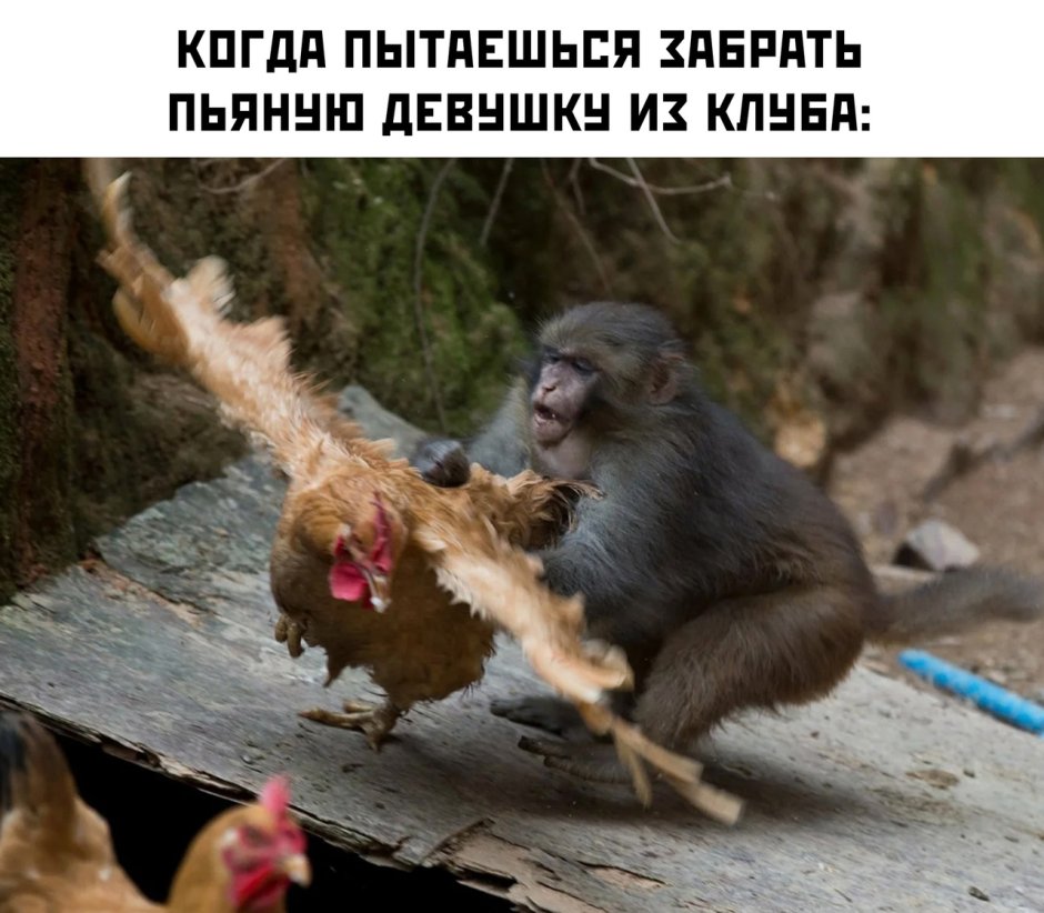 Негр обезьяна