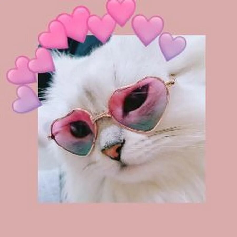 Кошачий носик