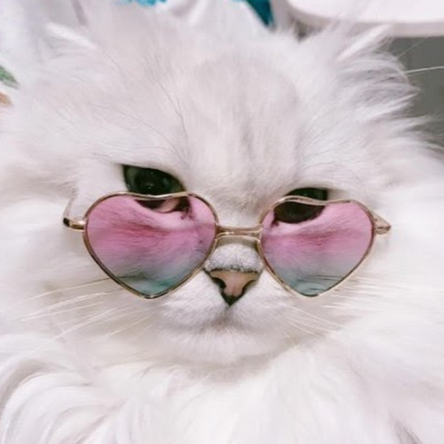 Кошечка в очках
