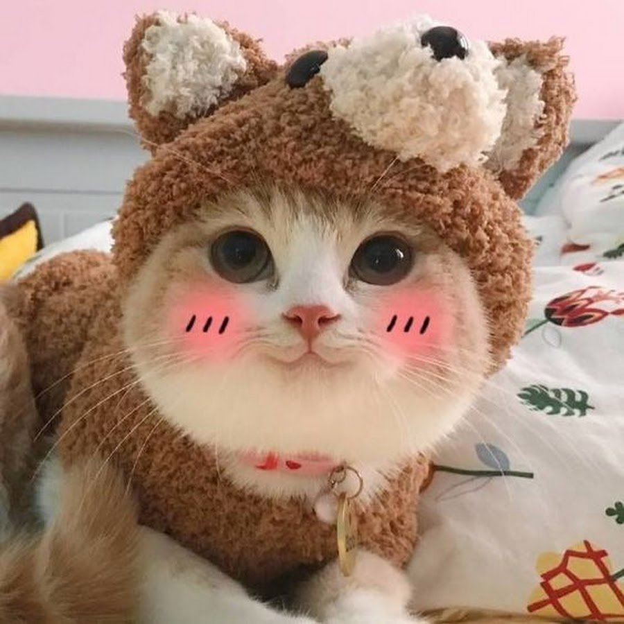 Белый кот в розовых очках