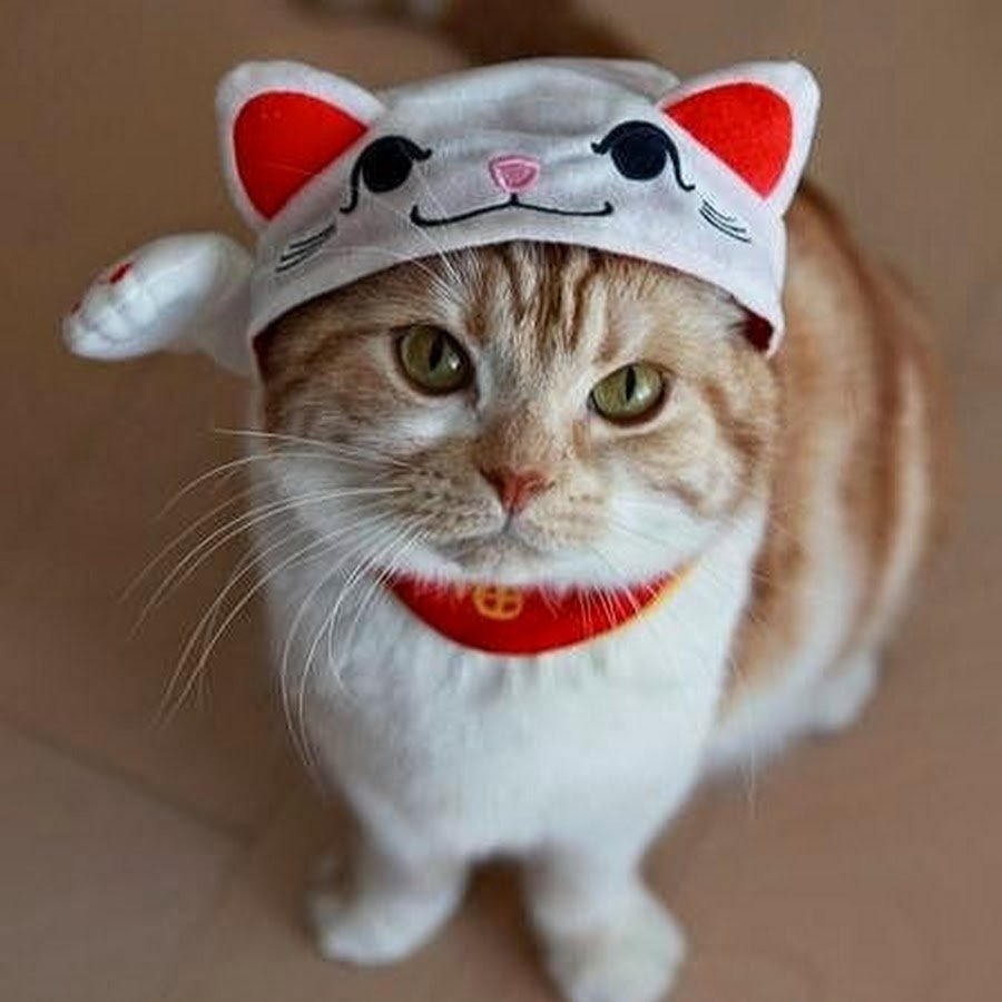 Смешные котики в шапочках