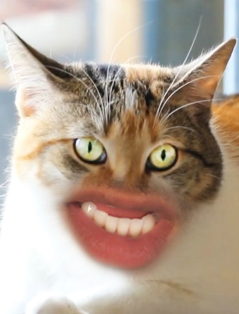 Кот с розовыми щечками