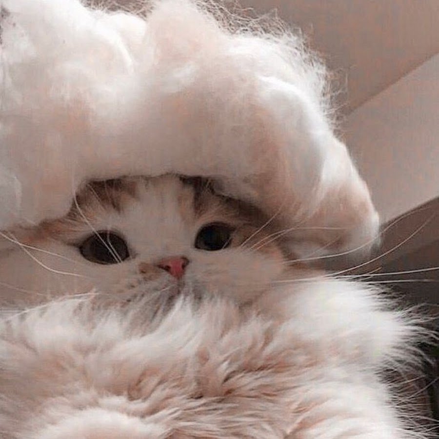 Эстетика кошек