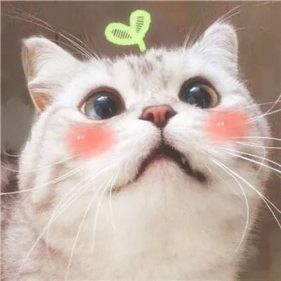 Котик с розовыми щечками