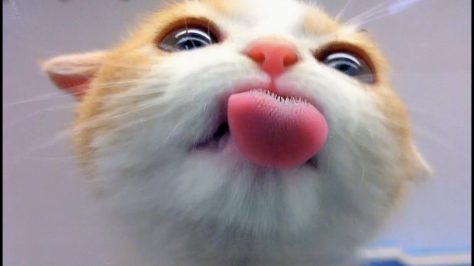 Котик лижет экран