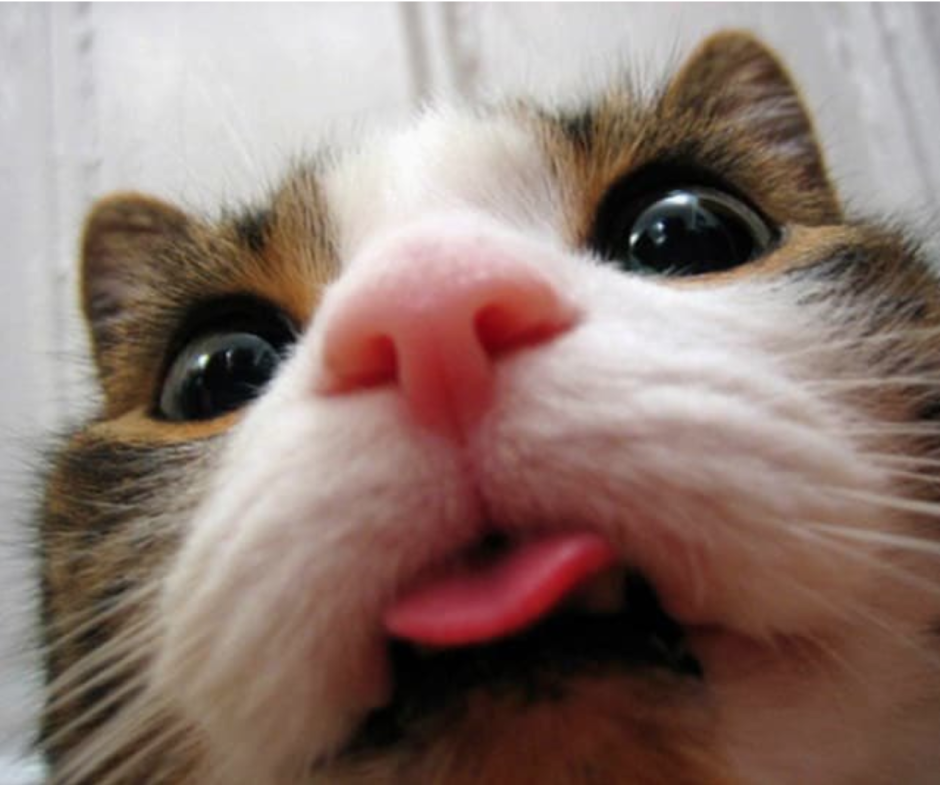 Котенок показывает язык