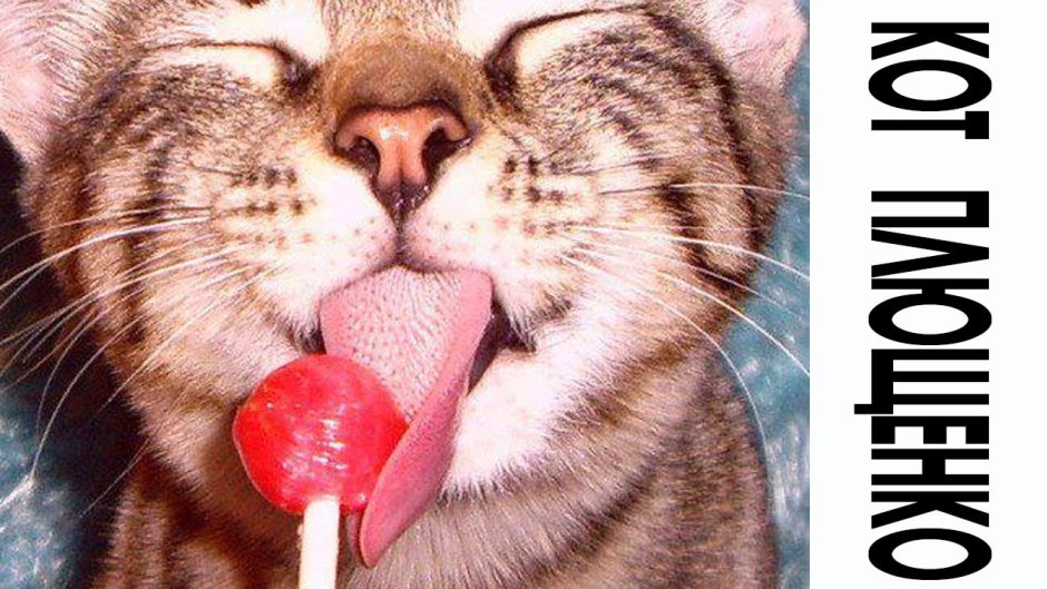 Кот с Чупа чупсом