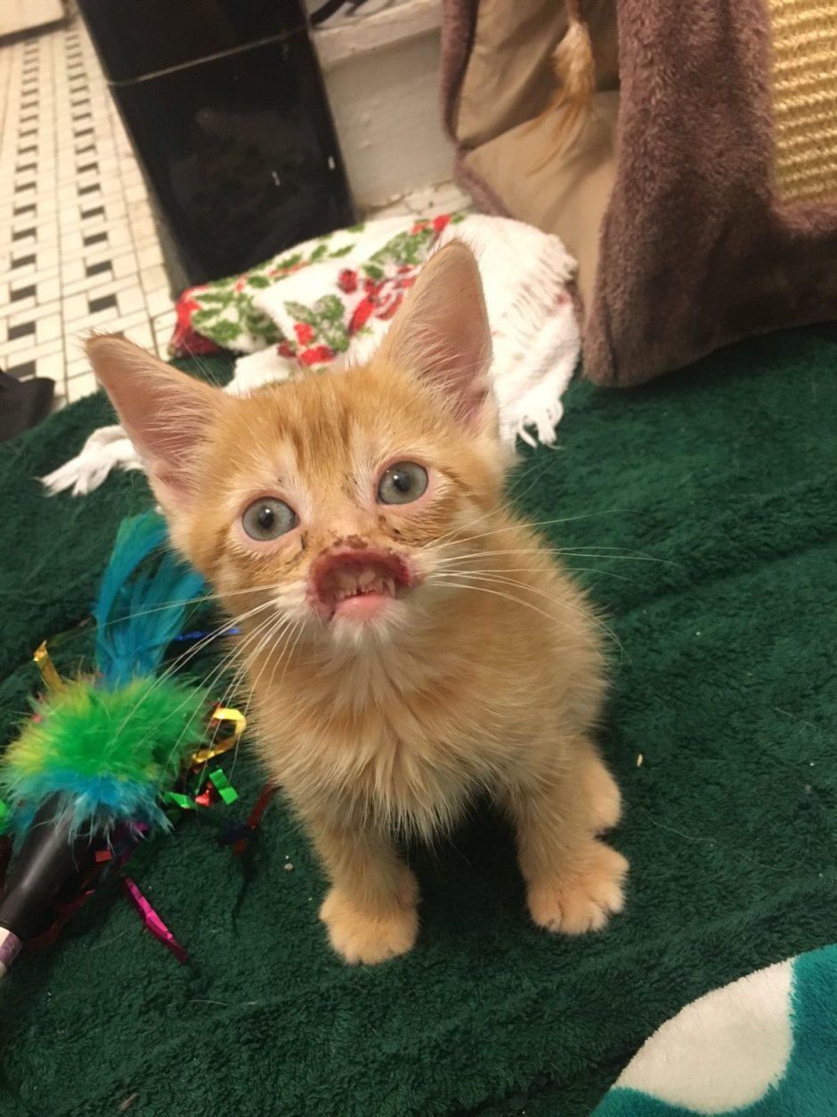 Страшный рыжий кот