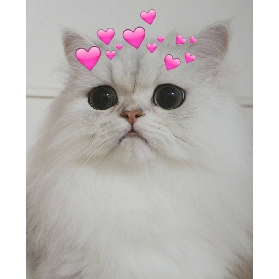 Милые котики с сердечками