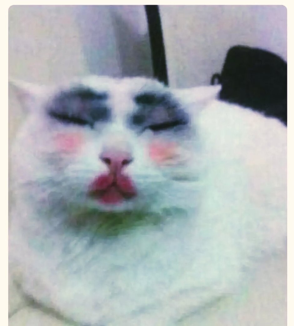 Накрашенные коты