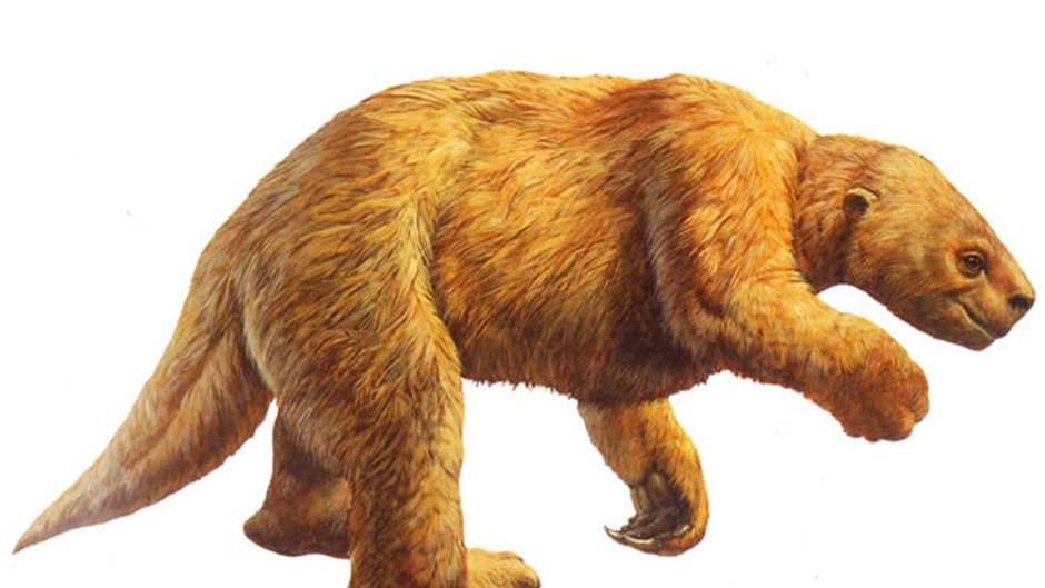 Giant Sloth