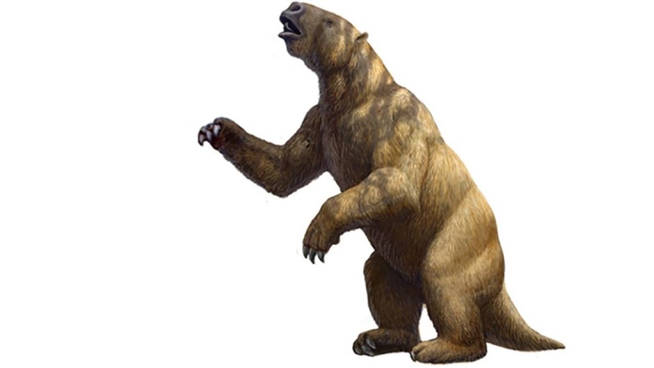 Гигантский Ленивец (Megatherium americanum)
