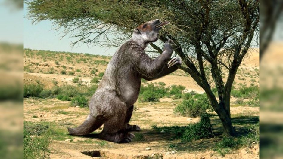 Megalonyx jeffersonii