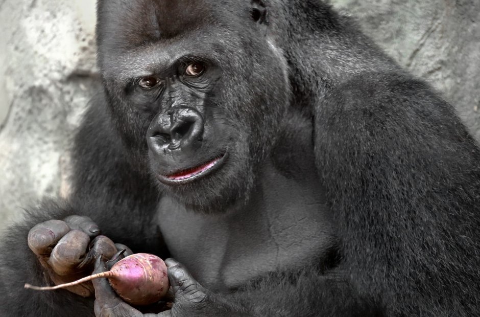 Angry Gorilla