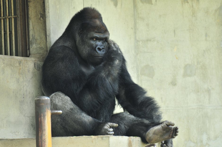 Горилла самец Shabani